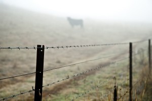 Barb Wire Wide Desktop Background (Welded Mesh Fence)